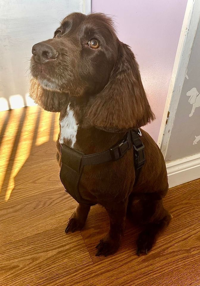 Chocolate cocker spaniel sitting proudly after a groom