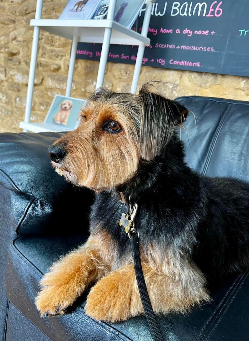 Yorkshire terrier relaxing on the salon sofa