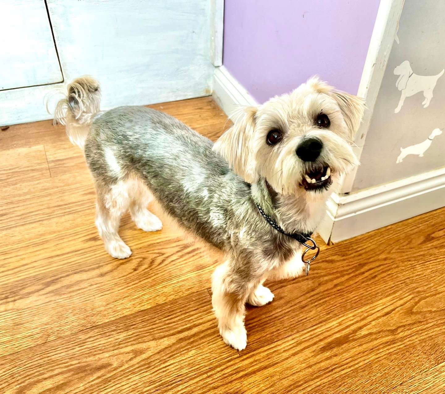 Happy small terrier with a fresh trim in the lilac grooming room