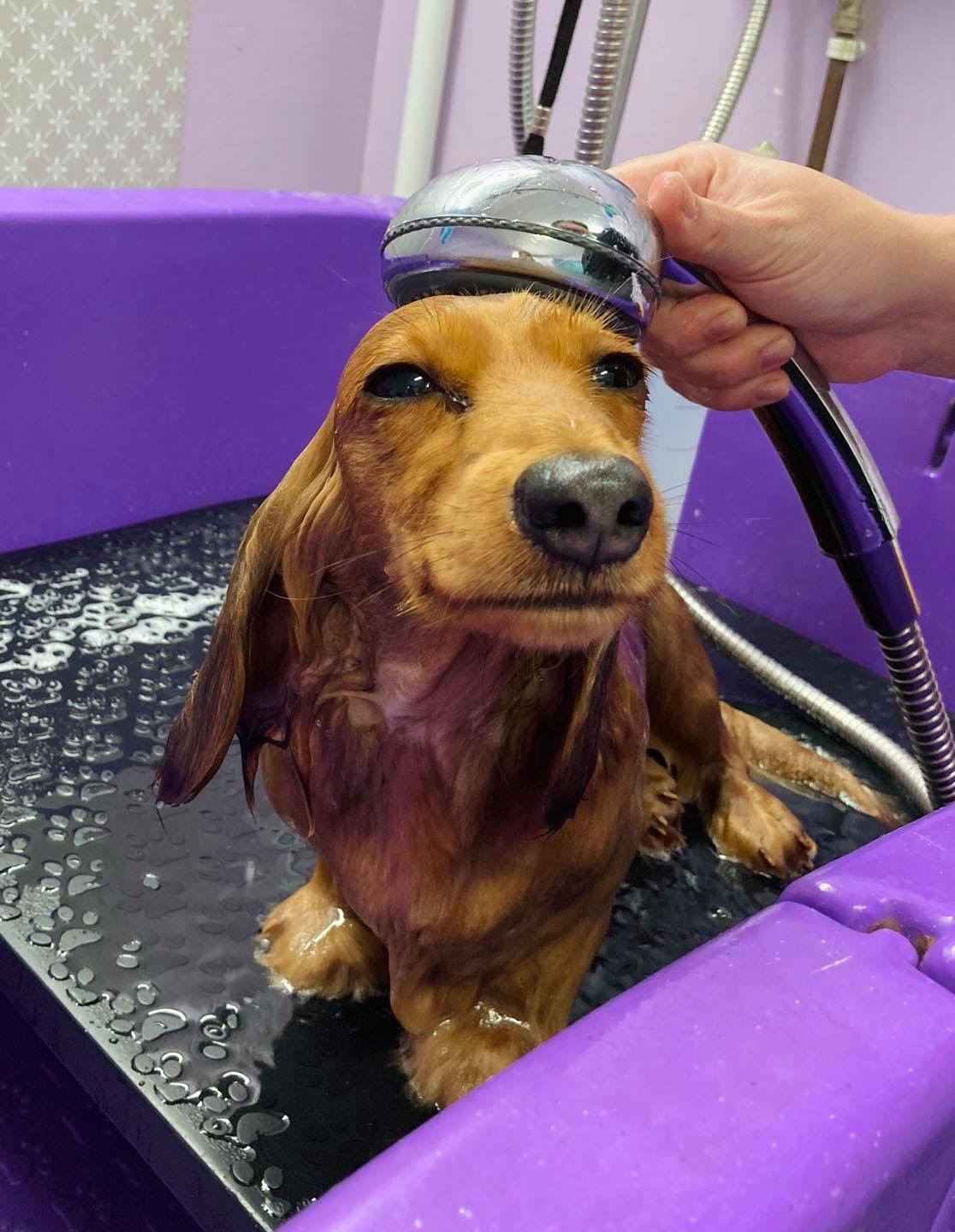 Dachshund enjoying a warm bath in the salon's purple bath tub