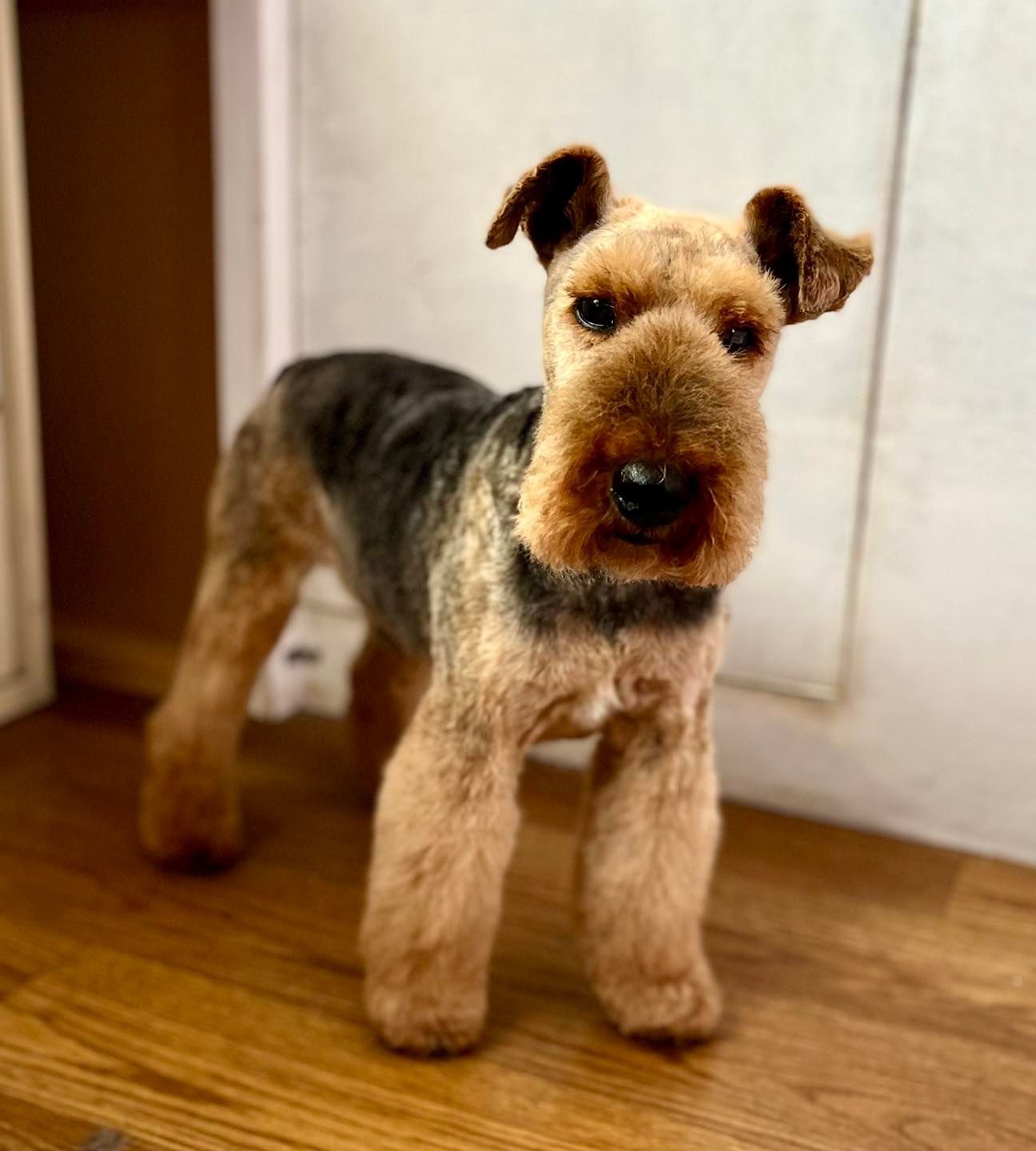 Wire coated terrier with a neat trim, standing in the salon