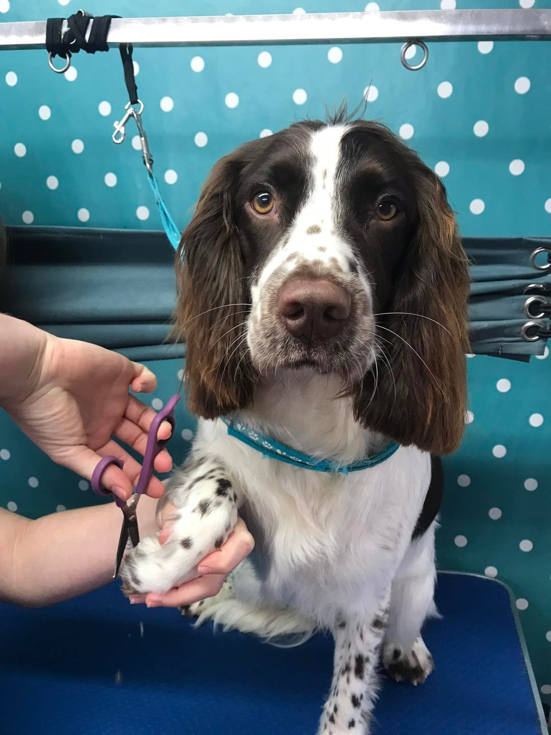 Springer spaniel on the grooming table having a paw trimmed